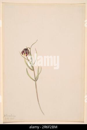Sans titre--Etude de fleur. Date: 1915. Aquarelle sur papier. Musée: Smithsonian American Art Museum. Banque D'Images