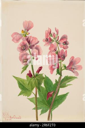 Sans titre--Etude de fleur. Aquarelle sur papier. Date: 1939. Musée: Smithsonian American Art Museum. Banque D'Images