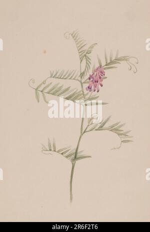 Vicia americana. Date : env. 1917-1918. Aquarelle sur papier. Musée: Smithsonian American Art Museum. Banque D'Images