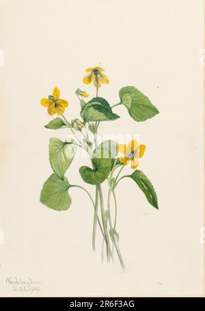 Violet jaune lisse (Viola eriocarpa). Date: 1919. Aquarelle sur papier. Musée: Smithsonian American Art Museum. Banque D'Images