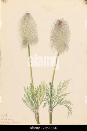 Plume Anemone (Pulsatilla occidentalis). Aquarelle sur papier. Date: 1923. Musée: Smithsonian American Art Museum. Banque D'Images