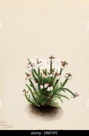Cassiope des montagnes Rocheuses (Cassiope mertensiana). Date: 1924. Aquarelle sur papier. Musée: Smithsonian American Art Museum. Banque D'Images