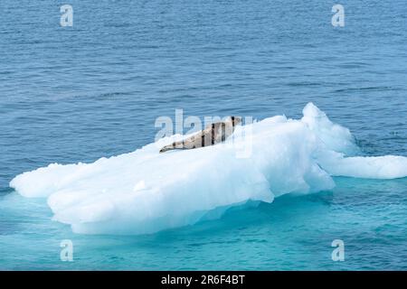 Phoque du Groenland sur l'iceberg dans le nord de l'océan autour du svalbard (CTK photo/Ondrej Zaruba) Banque D'Images
