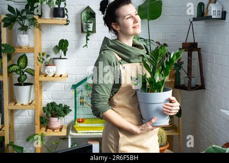 Zamioculcas sans prétention et populaire entre les mains d'une femme à l'intérieur d'une maison verte avec des collections de rayonnages de plantes domestiques. Récolte initiale Banque D'Images