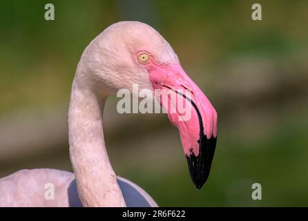 Portrait d'un Flamingo dans la nature Banque D'Images