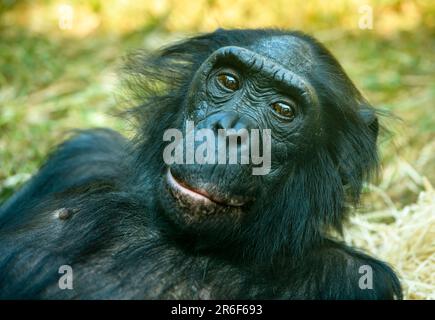 Portrait d'un chimpanzé agianst arrière-plan jaune flou Banque D'Images