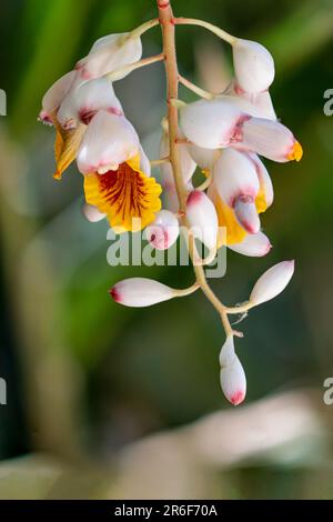 Ginger Shell (Alpinia zerumbet). Gros plan d'un raton laveur de fleurs pendantes poussant à tel Aviv, Israël Alpinia zerumbet, communément appelé gingembre en coquille, Banque D'Images