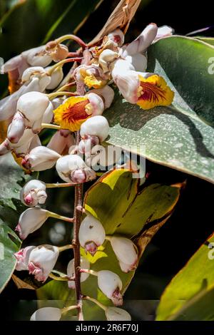 Ginger Shell (Alpinia zerumbet). Gros plan d'un raton laveur de fleurs pendantes poussant à tel Aviv, Israël Alpinia zerumbet, communément appelé gingembre en coquille, Banque D'Images