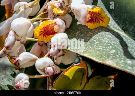 Ginger Shell (Alpinia zerumbet). Gros plan d'un raton laveur de fleurs pendantes poussant à tel Aviv, Israël Alpinia zerumbet, communément appelé gingembre en coquille, Banque D'Images