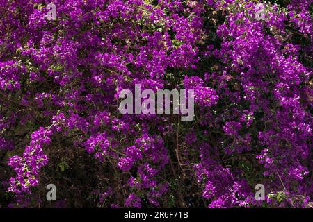 Buisson bougainvilliers en fleurs Banque D'Images