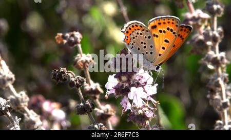 Lycaena thersamon, le cuivre le moins ardent, est un papillon de la famille des Lycaenidae. On le trouve de l'Europe de l'est, de l'Italie et de l'Europe du Sud-est à M. Banque D'Images