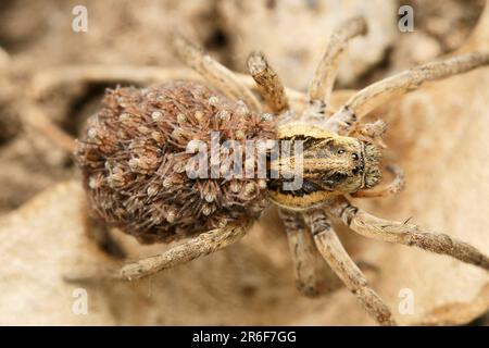 Dorsale de l'araignée du loup avec des bébés, Lycosa sp à Satara, Maharashtra, Inde Banque D'Images