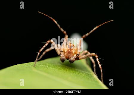 Le singe rouge a fait face à l'araignée du lynx, Hamatinilwa grisea à Satara, Maharashtra, Inde Banque D'Images