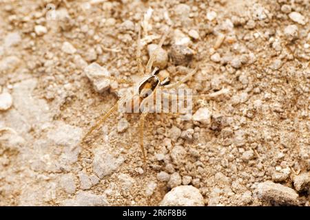 Araignée terrestre de loups, Draposa atropalpis à Satara, Maharashtra, Inde Banque D'Images