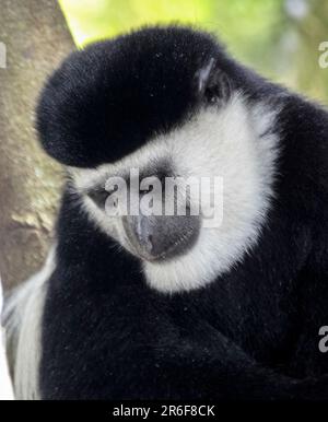 Guereza (Colobus guereza manteau). Ce singe colobus vit en troupes composées d'un mâle et plusieurs femelles qui vivent dans les territoires d'aro Banque D'Images