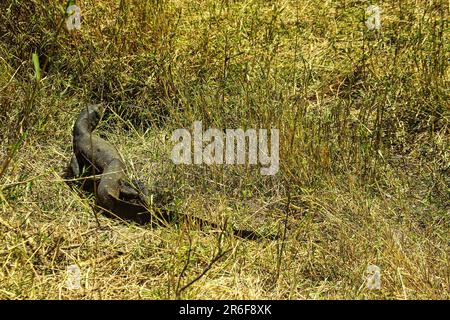 Savannah Monitor Lizard (Varanus exanthematicus), photographié au Kenya Banque D'Images