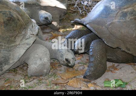La tortue géante d'Aldabra (Aldabrachelys gigantea), dans les îles de l'Atoll d'Aldabra aux Seychelles, est l'une des plus grandes tortues terrestres dans la w Banque D'Images