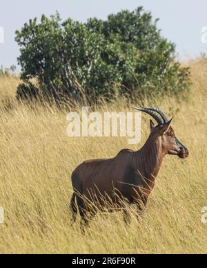 Mâle Waterbuck (Kobus ellipsiprymnus) photographié dans le lac Naivasha, au Kenya Banque D'Images