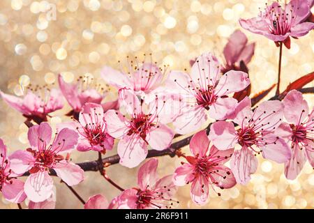 Arrière-plan nature de fleurs de cerisier rose en fleur Banque D'Images