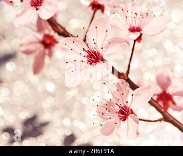 Arrière-plan nature de fleurs de cerisier rose en fleur Banque D'Images