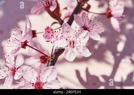 Arrière-plan nature de fleurs de cerisier rose en fleur Banque D'Images