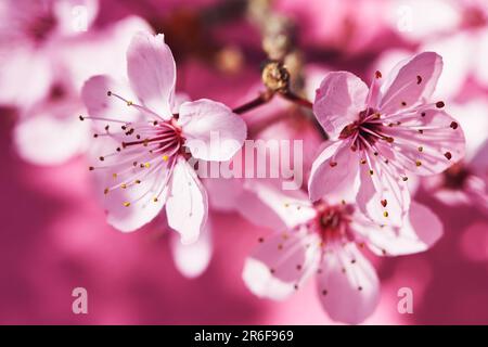 Arrière-plan nature de fleurs de cerisier rose en fleur Banque D'Images