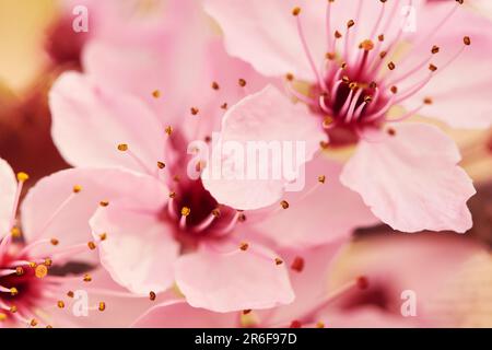 Arrière-plan nature de fleurs de cerisier rose en fleur Banque D'Images