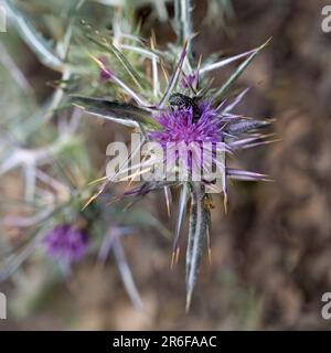 Milk Thistle Silybum eburneum photographié dans la vallée de Jezreel, en Israël, en mai Banque D'Images