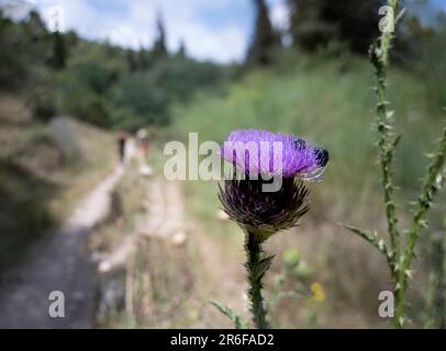 Cirsium est un genre de plantes à fleurs vivaces et biennaux des Asteraceae, un de plusieurs genres connus communément sous le nom de thistles. Ils sont plus preci Banque D'Images