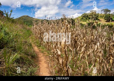 Chemin à travers un champ de maïs après récolte dans les zones rurales du Malawi Banque D'Images