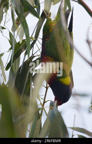 Melbourne, Victoria, Australie. 8th juin 2023. De magnifiques oiseaux à St. Plage de Kilda à Melbourne. Australie (Credit image: © Rana Sajid Hussain/Pacific Press via ZUMA Press Wire) USAGE ÉDITORIAL SEULEMENT! Non destiné À un usage commercial ! Banque D'Images