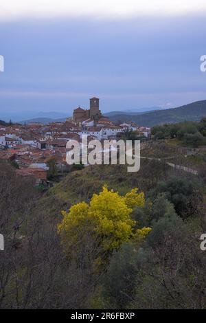 Acacia dealbata mimosa en fleur jaune avec la ville d'Hervas en arrière-plan vertical Banque D'Images