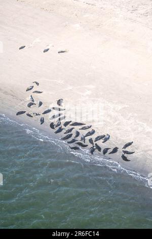 Nordsee, Allemagne. 09th juin 2023. Les joints et les joints gris se trouvent sur un banc de sable. Sur la côte de Basse-Saxe, les vols de contrôle commencent à compter les phoques dans la mer des Wadden. Dans les airs, les experts comptent et photographient les vieux et les jeunes animaux qui se reposent à marée basse. Credit: Sina Schuldt/dpa/Alay Live News Banque D'Images