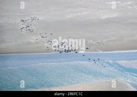 Nordsee, Allemagne. 09th juin 2023. Les joints et les joints gris se trouvent sur un banc de sable. Sur la côte de Basse-Saxe, les vols de contrôle commencent à compter les phoques dans la mer des Wadden. Dans les airs, les experts comptent et photographient les vieux et les jeunes animaux qui se reposent à marée basse. Credit: Sina Schuldt/dpa/Alay Live News Banque D'Images