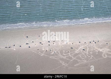 Nordsee, Allemagne. 09th juin 2023. Les joints et les joints gris se trouvent sur un banc de sable. Sur la côte de Basse-Saxe, les vols de contrôle commencent à compter les phoques dans la mer des Wadden. Dans les airs, les experts comptent et photographient les vieux et les jeunes animaux qui se reposent à marée basse. Credit: Sina Schuldt/dpa/Alay Live News Banque D'Images