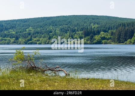 Llwyn Onn Reservoir entouré d'arbres à feuilles persistantes et à feuilles caduques - le premier réservoir que vous entrez dans les Brecon Beacons Banque D'Images