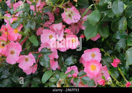 Rosier aromatique de la hanche dans le jardin. Roses fond dans le jardin de fleurs. Vallée de la rose. Banque D'Images