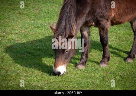 Exmoor poney paître sur les pâturages au début du printemps montrant encore une épaisse couche d'hiver. Champ herbacé. Banque D'Images