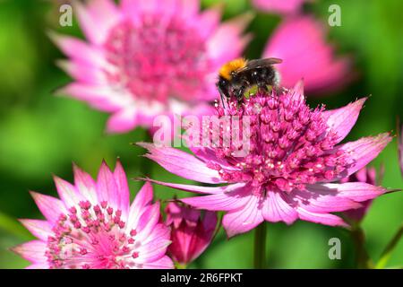 Bumble Bee sur Astrantia Flower Banque D'Images