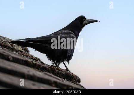 Un oiseau de saumon est un grand oiseau à plumes noires grégaire, qui se distingue d'espèces semblables par la zone blanchâtre sans plumes sur le visage. Banque D'Images