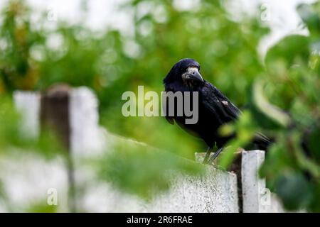 Un oiseau de saumon est un grand oiseau à plumes noires grégaire, qui se distingue d'espèces semblables par la zone blanchâtre sans plumes sur le visage. Banque D'Images