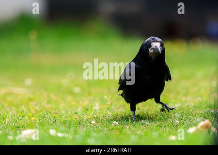 Un oiseau de saumon est un grand oiseau à plumes noires grégaire, qui se distingue d'espèces semblables par la zone blanchâtre sans plumes sur le visage. Banque D'Images