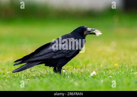 Un oiseau de saumon est un grand oiseau à plumes noires grégaire, qui se distingue d'espèces semblables par la zone blanchâtre sans plumes sur le visage. Banque D'Images