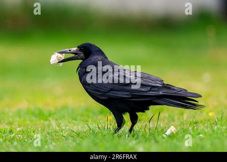 Un oiseau de saumon est un grand oiseau à plumes noires grégaire, qui se distingue d'espèces semblables par la zone blanchâtre sans plumes sur le visage. Banque D'Images