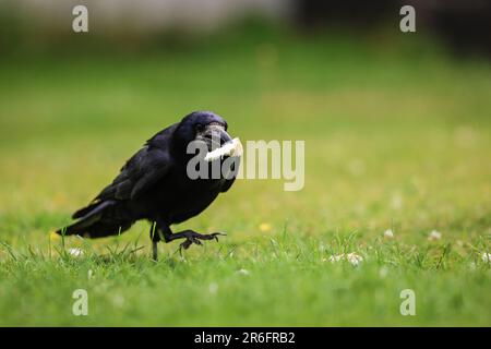 Un oiseau de saumon est un grand oiseau à plumes noires grégaire, qui se distingue d'espèces semblables par la zone blanchâtre sans plumes sur le visage. Banque D'Images