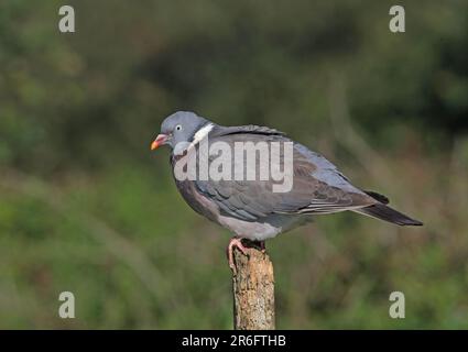 Pigeon de bois (Columba Palumbus) adulte perché sur une souche Eccles-on-Sea, Norfolk, Royaume-Uni. Septembre Banque D'Images