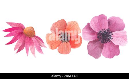 Ensemble de fleurs d'aquarelle. Anémones orange et rouge, Echinacea purpurea isolé sur fond blanc. Illustration peinte à la main. Falaise botanique Banque D'Images