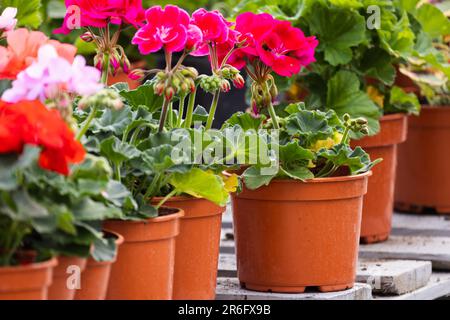 Fleurs pélargonium rouge violet en pot, gros plan avec mise au point douce sélective Banque D'Images