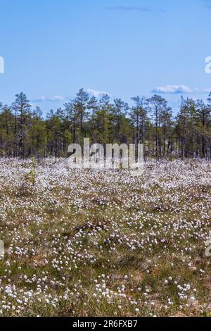 Paysage avec marais et Eriophorum vaginatum en pleine floraison par une journée ensoleillée. Photo verticale Banque D'Images