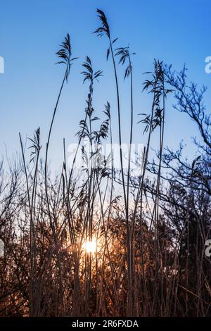 Le roseau sec est sous le ciel bleu sous un soleil, paysage du matin côtier, photo verticale naturelle Banque D'Images